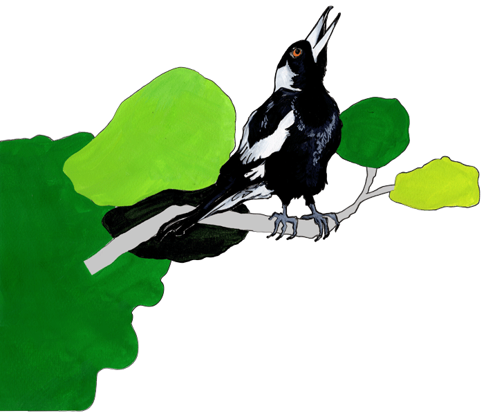 Maggie McGees - Australian Magpie illustration